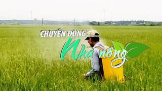 Chuyển động Nhà nông 15/5: Cảnh giác với rầy nâu hại lúa xuân giai đoạn cuối vụ