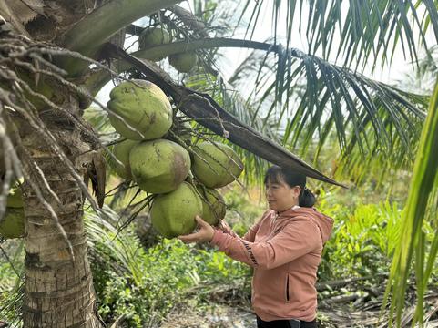 Trồng dừa sáp bằng cách nhân giống hiện đại - mô hình kinh tế mới kiếm bộn tiền