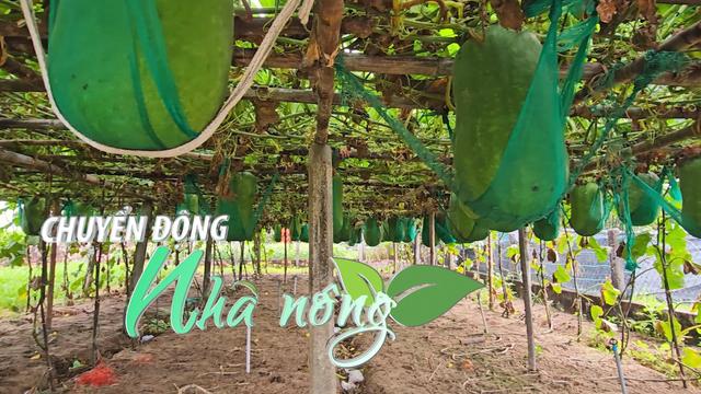 Chuyển động Nhà nông 15/5: Làng trồng bí đao “khủng”, quả nặng hơn 60kg