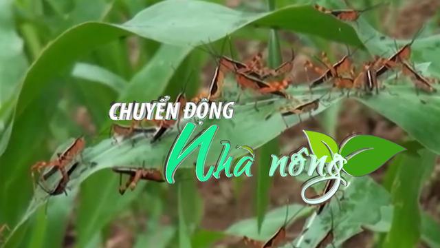 Chuyển động Nhà nông 15/8:Cao Bằng công bố hết dịch châu chấu tre gây hại cây trồng