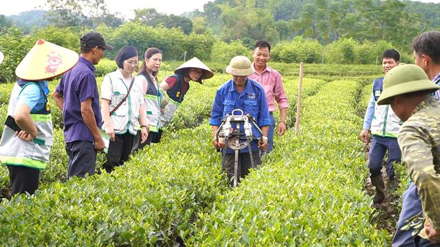 Khuyến nông quốc gia trao vật tư, hỗ trợ nông dân Đồng Hỷ kỹ thuật phục hồi cây chè sau mưa lũ