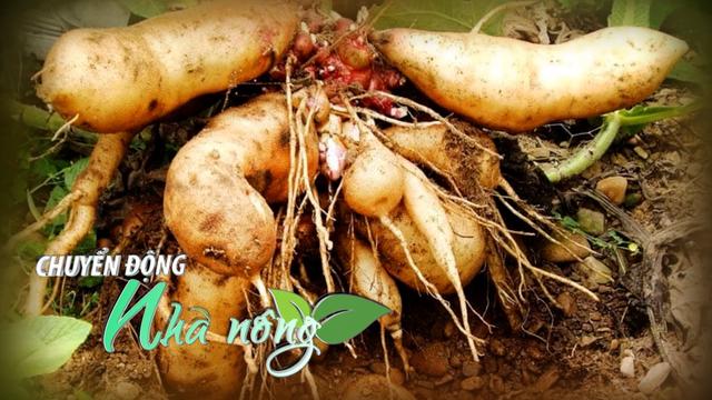 Chuyển động Nhà nông 15/11: “Bí kíp” nuôi gà ri lai thành đặc sản du lịch