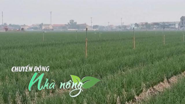 Chuyển động Nhà nông 17/12: Ứng dụng công nghệ giúp nông dân Hải Phòng nâng cao giá trị cây hành, tỏi