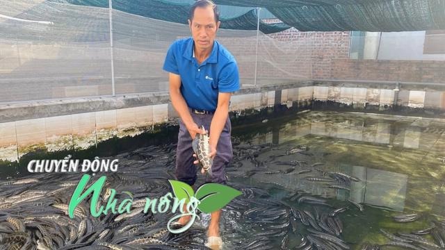 Chuyển động Nhà nông 16/12: Nuôi cá chuối hoa lãi trăm triệu mỗi năm, nông dân vẫn trăn trở điều này