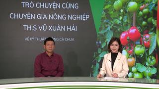 GÓC CHUYÊN GIA: Bí kíp giúp cây cà chua ra sai quả, quả to