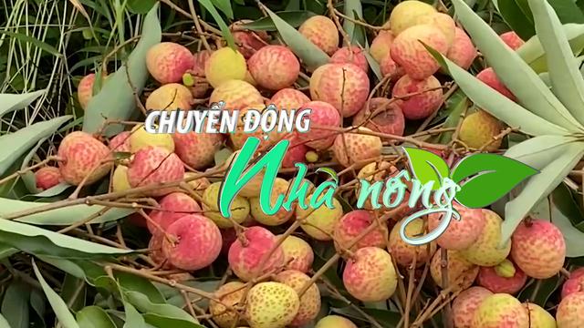 Chuyển động Nhà nông 17/5: Dự kiến giá thu mua vải thiều Thanh Hà năm nay tăng cao