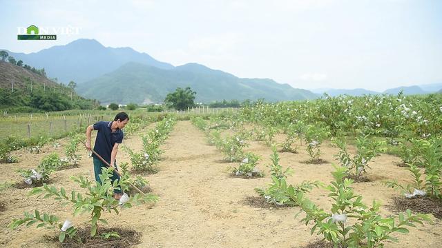 Từ cây ổi hữu cơ ở vùng đất cằn, người nông dân Hòa Bắc viết lại câu chuyện thoát nghèo