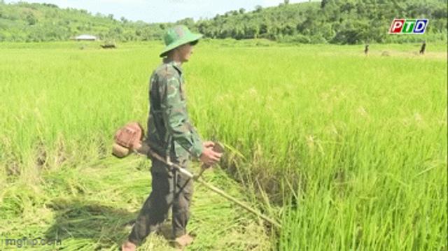 Nông dân trắng tay vì mua lúa giống “ở trên mạng xã hội”