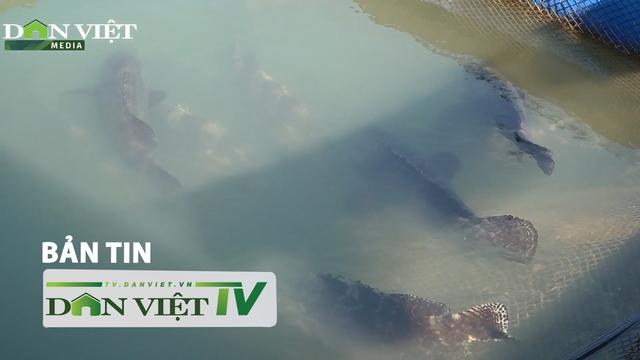 Bản tin Dân Việt TV 17/11: Người nuôi cá biển Vân Đồn lao đao khi hàng nghìn con cá chết dần vì dịch bệnh loading=