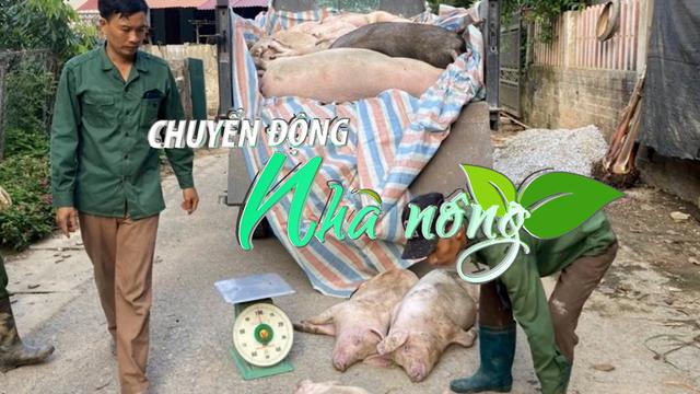 Chuyển động Nhà nông 18/5: Dịch tả lợn Châu Phi lan rộng, tỉnh Bắc Kạn chỉ đạo khẩn