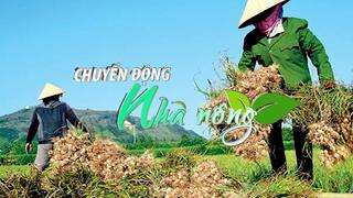 Chuyển động Nhà nông 18/8: Người trồng tỏi Lý Sơn phấn khởi vừa được mùa, được giá