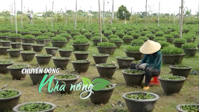 Chuyển động Nhà nông 18/10: Nông dân Đà Nẵng “chạy đua” vụ hoa Tết 2026, giá dứa Đồng Tháp Mười ổn định cao