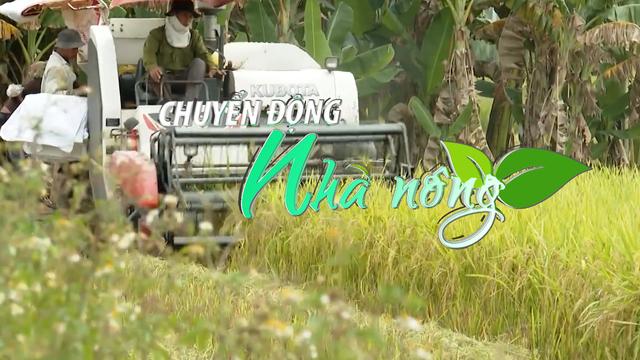 Chuyển động Nhà nông 19/6: Xây dựng quỹ hỗ trợ người trồng lúa gặp thiên tai hoặc "mất mùa được giá, được mùa mất giá"
