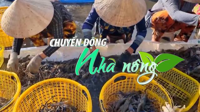 Chuyển động Nhà nông 19/7: Giá tôm vẫn giảm thấp, ngành nông nghiệp Trà Vinh khuyến khích đa dạng con nuôi thủy sản