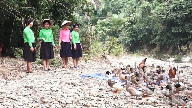 Vịt bầu Lâm Thượng, đặc sản của núi rừng Tây Bắc