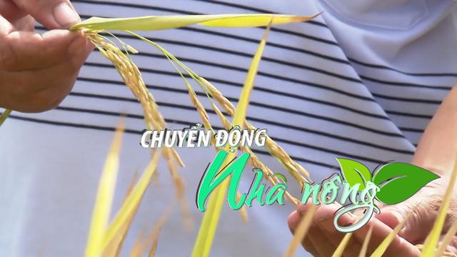 Chuyển động Nhà nông 19/10: Bắt đầu tăng tốc, huy động thêm 20.000 tỷ đồng để trồng lúa giảm phát thải
