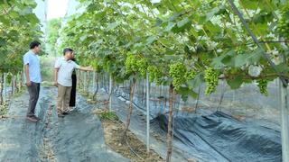 Nông thôn mới đổi thay từ những mô hình kinh tế xanh gắn với chuyển đổi số