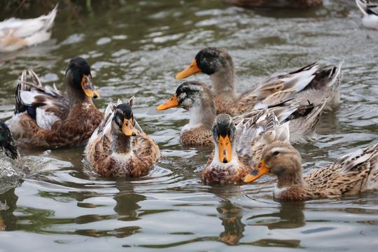 Giữ hồn đặc sản vùng cao, nâng giá trị nông nghiệp sạch từ vịt bầu Lâm Thượng