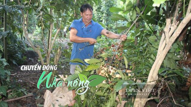 Chuyển động Nhà nông 19/11: Cà phê tăng lên 24.000 đồng/kg, nông dân bội thu