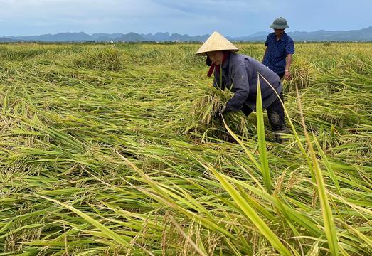 Hướng dẫn: Khắc phục lúa đổ sau mưa bão 