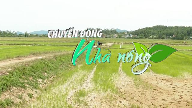 Chuyển động Nhà nông 20/6: Nắng nóng kéo dài, 350 ha lúa bị khô hạn, nứt nẻ tại Nghệ An 