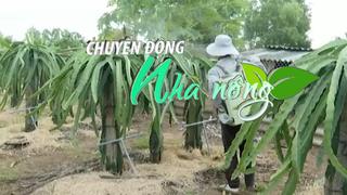 Chuyển động Nhà nông 20/8: Người trồng thanh long ở Vũng Tàu bỏ sản xuất chính vụ, chờ nghịch vụ