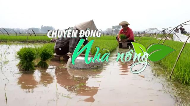 Chuyển động Nhà nông 21/4: Hà Nội bước vào cao điểm phòng, chống sâu bệnh hại lúa