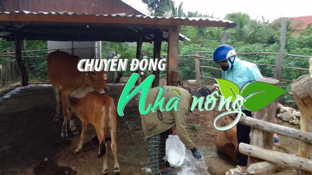 Chuyển động Nhà nông 21/5: Phát sinh ổ dịch 39 con trâu, bò lở mồm long móng ở Gia Lai