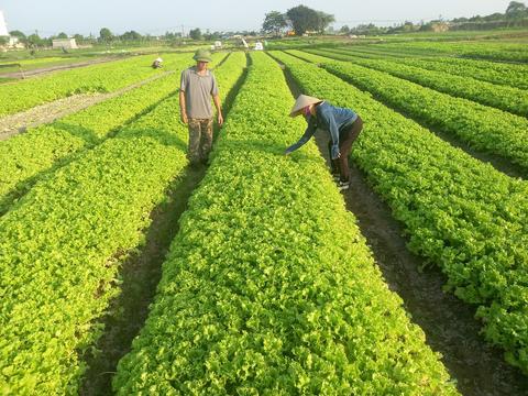 Hướng dẫn: Chủ động các biện pháp chăm sóc cho rau màu sau ngập úng