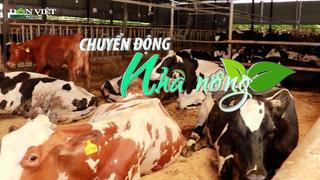 Chuyển động Nhà nông 21/8: Lâm Đồng lập tổ công tác hỗ trợ bồi thường thiệt hại vụ bò sữa chết hàng loạt