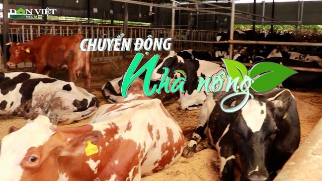 Chuyển động Nhà nông 21/8: Lâm Đồng lập tổ công tác hỗ trợ bồi thường thiệt hại vụ bò sữa chết hàng loạt