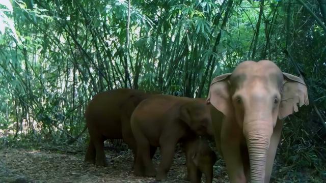 Những khoảnh khắc vô giá: Hé lộ cuộc sống của đàn voi hoang dã cuối cùng ở Đồng Nai