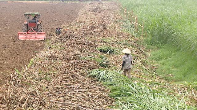 Nông dân Nghệ An trồng mía trên đất bãi cho năng suất cao