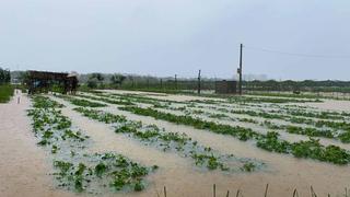 Hướng dẫn: Phòng, chống ngập úng cho cây rau màu vụ Xuân Hè