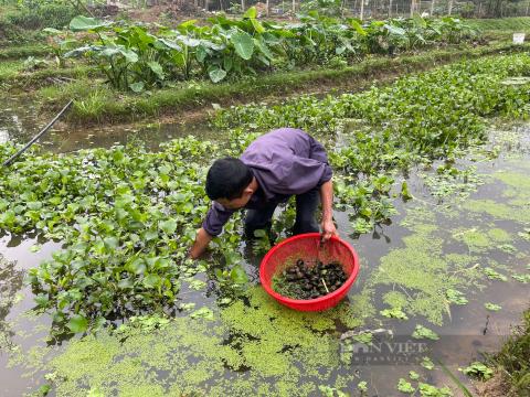 Hướng dẫn: Những điều cần lưu ý khi nuôi ốc nhồi