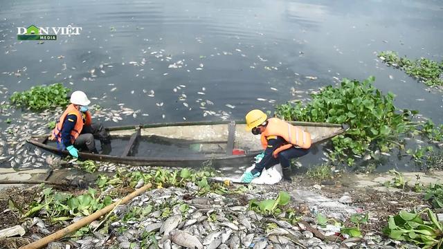 Cá chết trắng hồ điều hòa, xử lý mấy ngày không hết