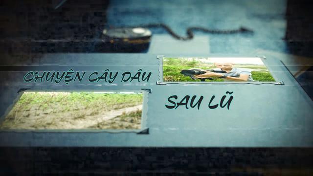 Nhà nông còn gì sau thiên tai (Kỳ 3): Chuyện cây dâu sau lũ