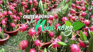 Chuyển động Nhà nông 23/4: Khan hiếm hàng, giá thanh long cuối vụ nghịch tại Bình Thuận tăng cao