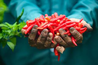 Mùa ớt chín đỏ - canh cánh nỗi lo...