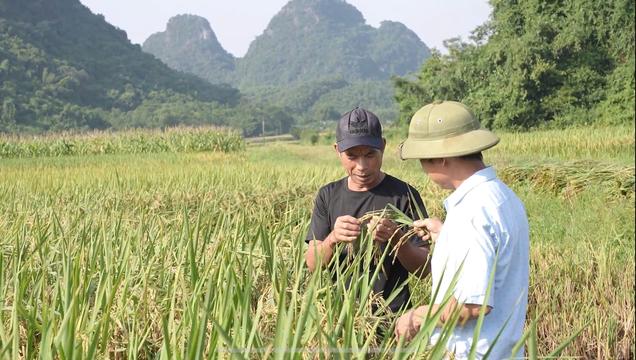 Giống lúa Thụy Hương 308: Giải pháp tiềm năng trong bối cảnh biến đổi khí hậu