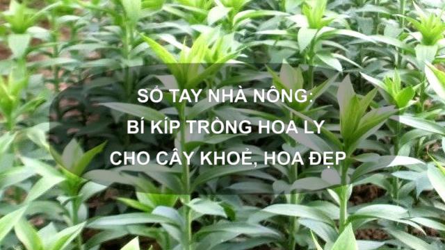 Sổ tay Nhà nông: Bí kíp trồng hoa ly cho cây khoẻ, hoa đẹp