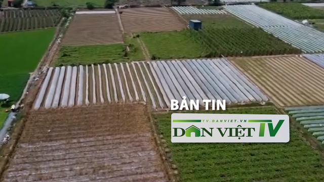 Bản tin Dân Việt TV 23/9: Lũ rút, nông dân Hà Nội khẩn trương gieo trồng vụ rau mới