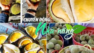 Chuyển động Nhà nông 24/5: Sầu riêng mini Thái Lan giá rẻ vào Việt Nam