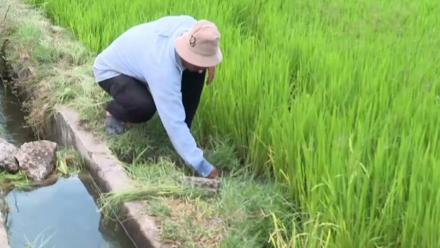 Ninh Thuận: Ngăn chặn tình trạng canh tác theo phong trào