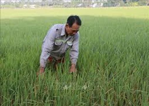 Nông dân gieo sạ lúa Thu Đông không theo khuyến cáo