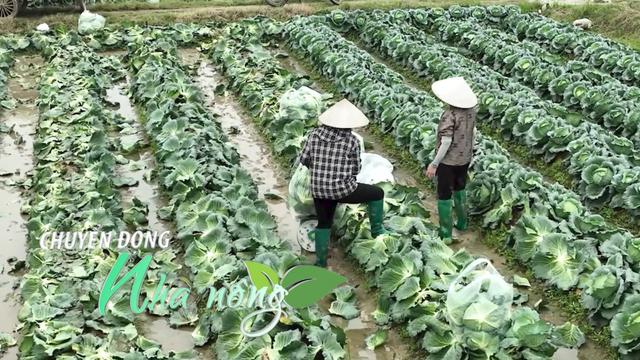 Chuyển động Nhà nông 24/11: Nông dân mất đất canh tác vì mưa lũ