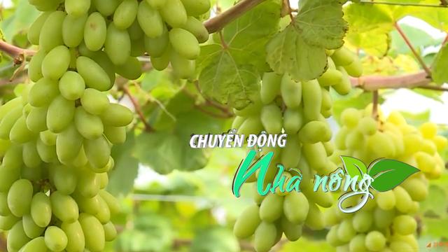 Chuyển động Nhà nông 24/12: 'Thủ phủ' nho Ninh Thuận chuẩn bị cho vụ Tết năm 2025