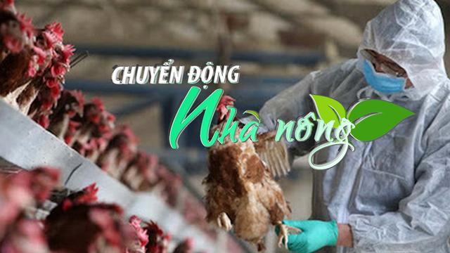 Chuyển động Nhà nông 25/3: Bộ NN-PTNT chỉ đạo không để cúm gia cầm lây lan diện rộng