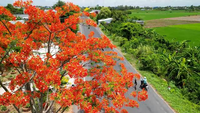 Hoa Phượng, hoa Hoàng Hậu nở đua sắc rực rỡ, kiêu sa một góc trời miền Tây