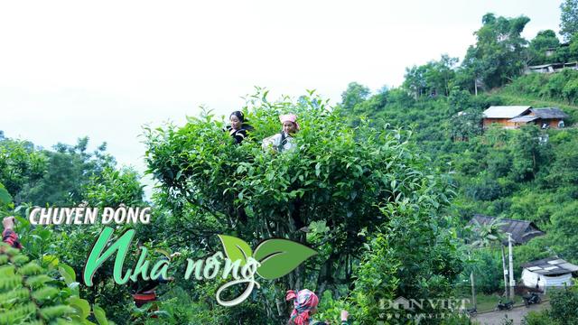 Chuyển động Nhà nông 25/9: Nông dân Lào Cai làm giàu nhờ “vàng trắng” trên đỉnh Phình Hồ